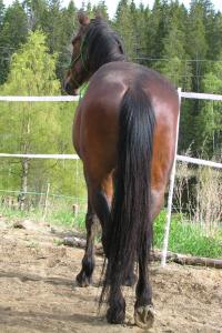 <img200*0:stuff/z/1673/joneyashorses2/DSCN4391.JPG>