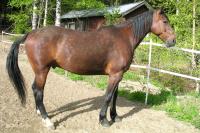 <img200*0:stuff/z/1673/joneyashorses2/DSCN4395.JPG>