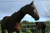 <img200*0:stuff/z/1673/joneyashorses2/DSCN4398.JPG>