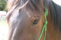 <img200*0:stuff/z/1673/joneyashorses2/DSCN4399.JPG>