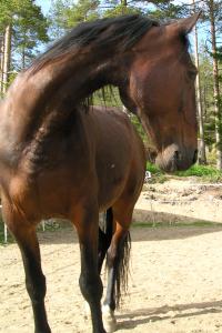 <img200*0:stuff/z/1673/joneyashorses2/DSCN4400.JPG>