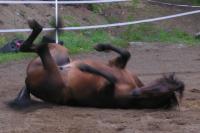 <img200*0:stuff/z/1673/joneyashorses2/DSCN4413.JPG>