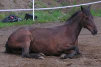 <img200*0:stuff/z/1673/joneyashorses2/DSCN4414.JPG>