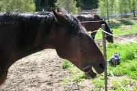 <img200*0:stuff/z/1673/joneyashorses2/DSCN4434.JPG>