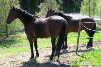 <img200*0:stuff/z/1673/joneyashorses2/DSCN4436.JPG>
