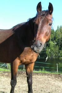 <img200*0:stuff/z/1673/joneyashorses2/DSCN4456.JPG>
