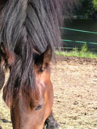 <img200*0:stuff/z/1673/joneyashorses2/DSCN4457.JPG>