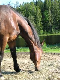 <img200*0:stuff/z/1673/joneyashorses2/DSCN4458.JPG>