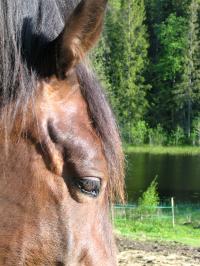 <img200*0:stuff/z/1673/joneyashorses2/DSCN4459.JPG>