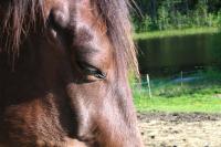 <img200*0:stuff/z/1673/joneyashorses2/DSCN4460.JPG>