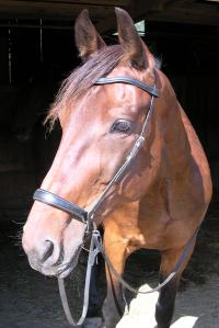 <img200*0:stuff/z/1673/joneyashorses2/DSCN4542.JPG>