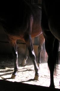 <img200*0:stuff/z/1673/joneyashorses2/DSCN4815.JPG>