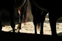 <img200*0:stuff/z/1673/joneyashorses2/DSCN4816.JPG>