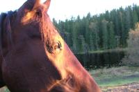 <img200*0:stuff/z/1673/joneyashorses2/DSCN5023.JPG>