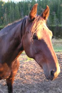 <img200*0:stuff/z/1673/joneyashorses2/DSCN5025.JPG>