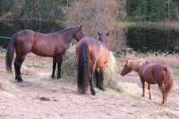 <img200*0:stuff/z/1673/joneyashorses2/DSCN5069.JPG>