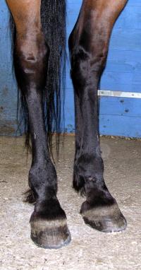 <img200*0:stuff/z/1673/joneyashorses2/DSCN6103.JPG>
