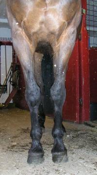 <img200*0:stuff/z/1673/joneyashorses2/framben.jpg>