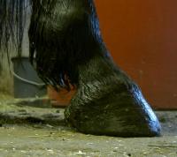 <img200*0:stuff/z/1673/joneyashorses2/hb.JPG>