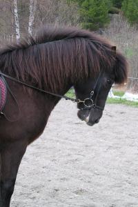<img200*0:stuff/z/1673/joneyashorses2/heiti08.JPG>