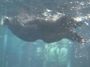 <img300*0:stuff/z/1675/EPRM%2520Aeo%2520Underwater%2521/IMG_0205.JPG>