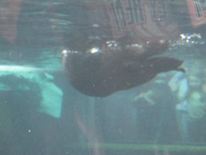 <img300*0:stuff/z/1675/EPRM%2520Aeo%2520Underwater%2521/IMG_0206.JPG>