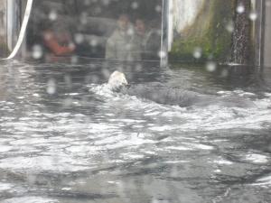 <img300*0:stuff/z/1675/EPRM%2520Aeo%2520Underwater%2521/IMG_0207.JPG>