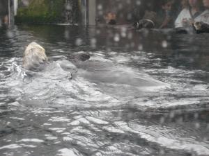 <img300*0:stuff/z/1675/EPRM%2520Aeo%2520Underwater%2521/IMG_0208.JPG>
