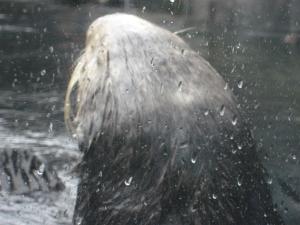 <img300*0:stuff/z/1675/EPRM%2520Aeo%2520Underwater%2521/IMG_0213.JPG>