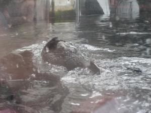 <img300*0:stuff/z/1675/EPRM%2520Aeo%2520Underwater%2521/IMG_0215.JPG>