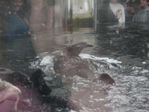 <img300*0:stuff/z/1675/EPRM%2520Aeo%2520Underwater%2521/IMG_0216.JPG>