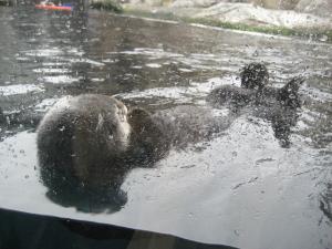 <img300*0:stuff/z/1675/EPRM%2520Aeo%2520Underwater%2521/IMG_0217.JPG>