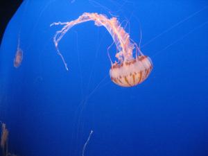 <img300*0:stuff/z/1675/EPRM%2520Aeo%2520Underwater%2521/IMG_0219.JPG>