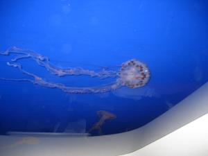 <img300*0:stuff/z/1675/EPRM%2520Aeo%2520Underwater%2521/IMG_0220.JPG>