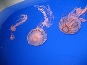 <img300*0:stuff/z/1675/EPRM%2520Aeo%2520Underwater%2521/IMG_0221.JPG>