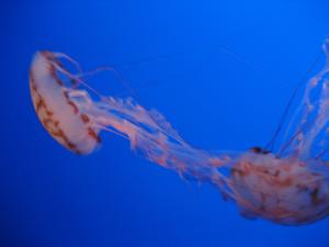 <img300*0:stuff/z/1675/EPRM%2520Aeo%2520Underwater%2521/IMG_0222.JPG>