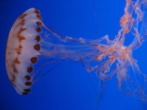 <img300*0:stuff/z/1675/EPRM%2520Aeo%2520Underwater%2521/IMG_0223.JPG>
