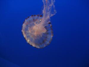 <img300*0:stuff/z/1675/EPRM%2520Aeo%2520Underwater%2521/IMG_0224.JPG>