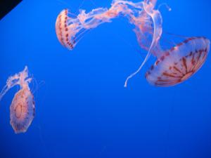<img300*0:stuff/z/1675/EPRM%2520Aeo%2520Underwater%2521/IMG_0225.JPG>