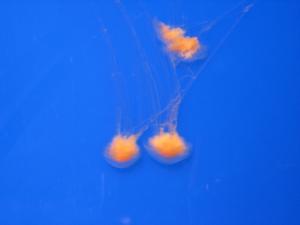 <img300*0:stuff/z/1675/EPRM%2520Aeo%2520Underwater%2521/IMG_0226.JPG>
