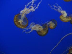 <img300*0:stuff/z/1675/EPRM%2520Aeo%2520Underwater%2521/IMG_0227.JPG>