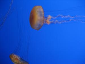 <img300*0:stuff/z/1675/EPRM%2520Aeo%2520Underwater%2521/IMG_0228.JPG>