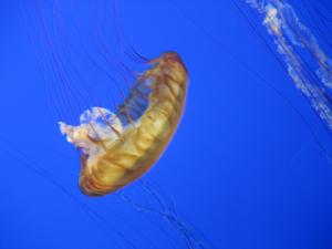 <img300*0:stuff/z/1675/EPRM%2520Aeo%2520Underwater%2521/IMG_0229.JPG>
