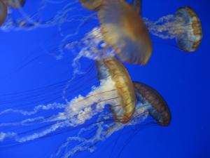 <img300*0:stuff/z/1675/EPRM%2520Aeo%2520Underwater%2521/IMG_0230.JPG>