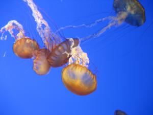 <img300*0:stuff/z/1675/EPRM%2520Aeo%2520Underwater%2521/IMG_0231.JPG>