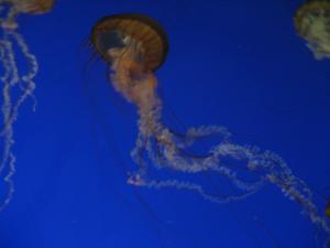 <img300*0:stuff/z/1675/EPRM%2520Aeo%2520Underwater%2521/IMG_0232.JPG>