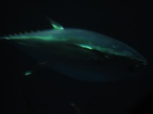 <img300*0:stuff/z/1675/EPRM%2520Aeo%2520Underwater%2521/IMG_0233.JPG>