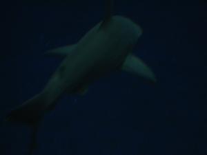 <img300*0:stuff/z/1675/EPRM%2520Aeo%2520Underwater%2521/IMG_0235.JPG>