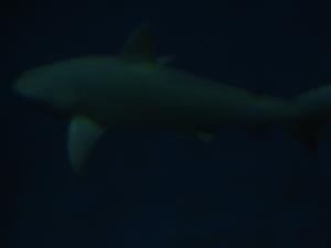 <img300*0:stuff/z/1675/EPRM%2520Aeo%2520Underwater%2521/IMG_0236.JPG>