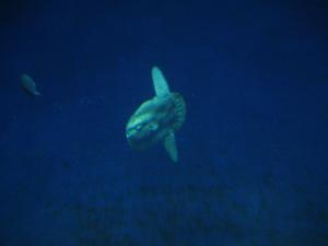 <img300*0:stuff/z/1675/EPRM%2520Aeo%2520Underwater%2521/IMG_0237.JPG>